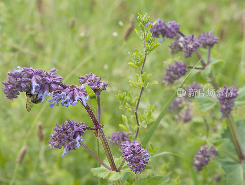 轮齿克拉里（Salvia verticillata）